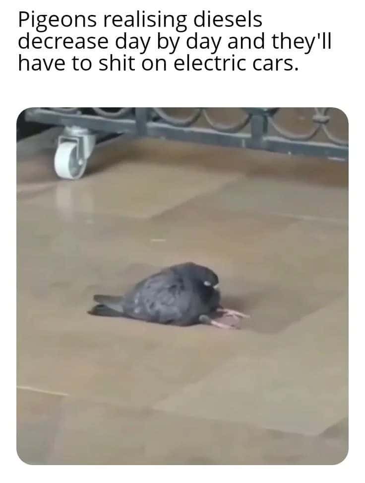 Pigeon meme hating pooping on ev cars