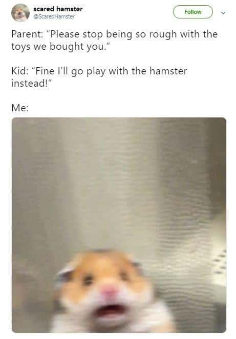 Scared hamster meme about to get used as the new rough play toy