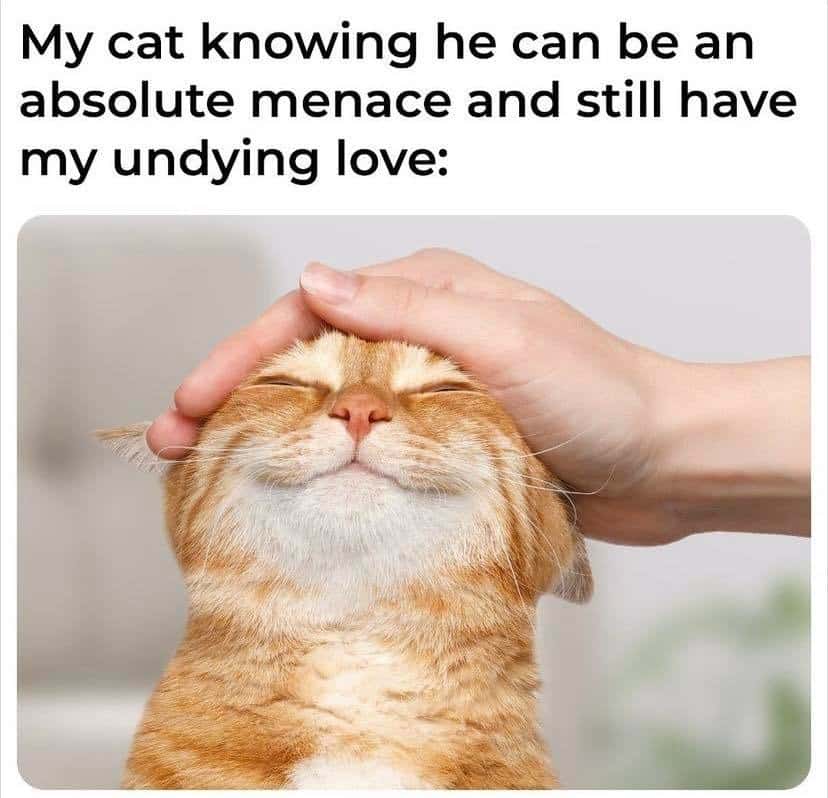 Smiling cat with hand on cat meme feeling loved anyway