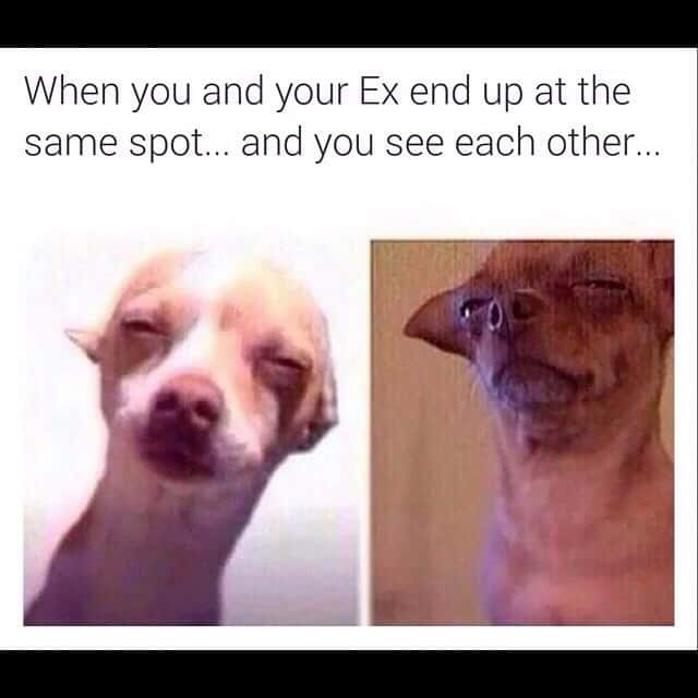 Squinting chihuahua meme awkward run in with ex in same place