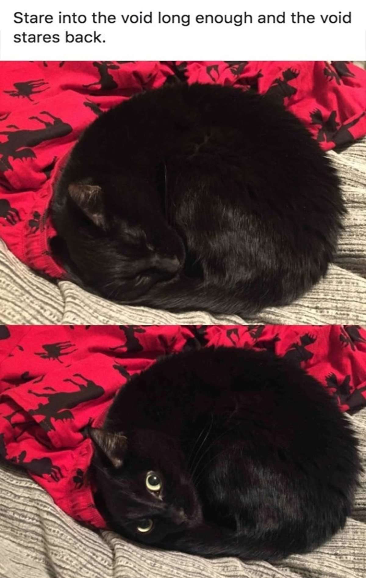 Round curled black cat meme that looks like a void then suddenly stares back
