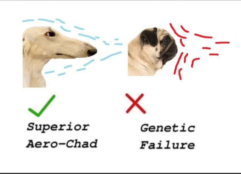 Aero-chad dog meme vs pug genetic failure