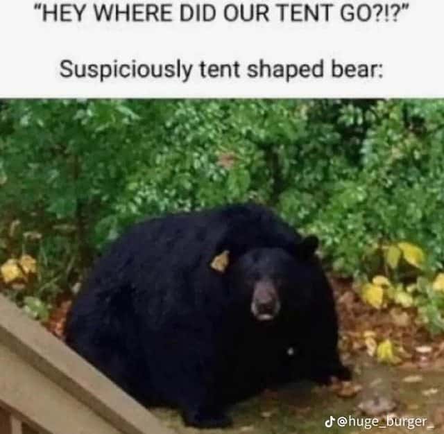 Tent shaped bear meme ate campers' missing tent looking innocent