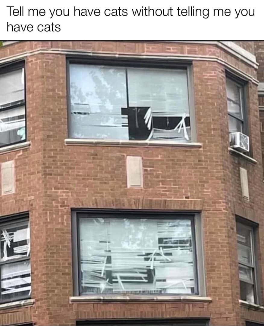 Cat owner meme shredded all window blinds to show they have cats