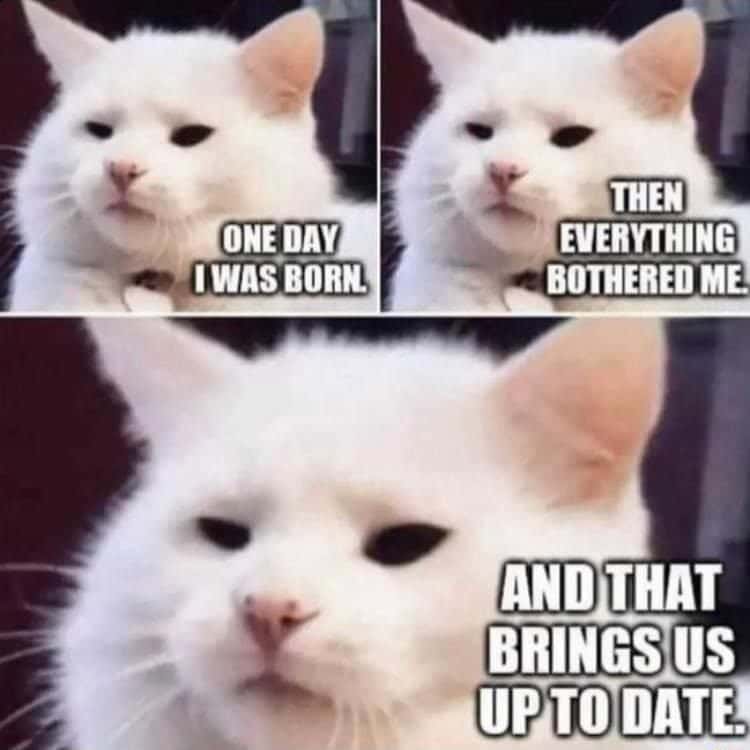 White cat meme recounts being annoyed since birth