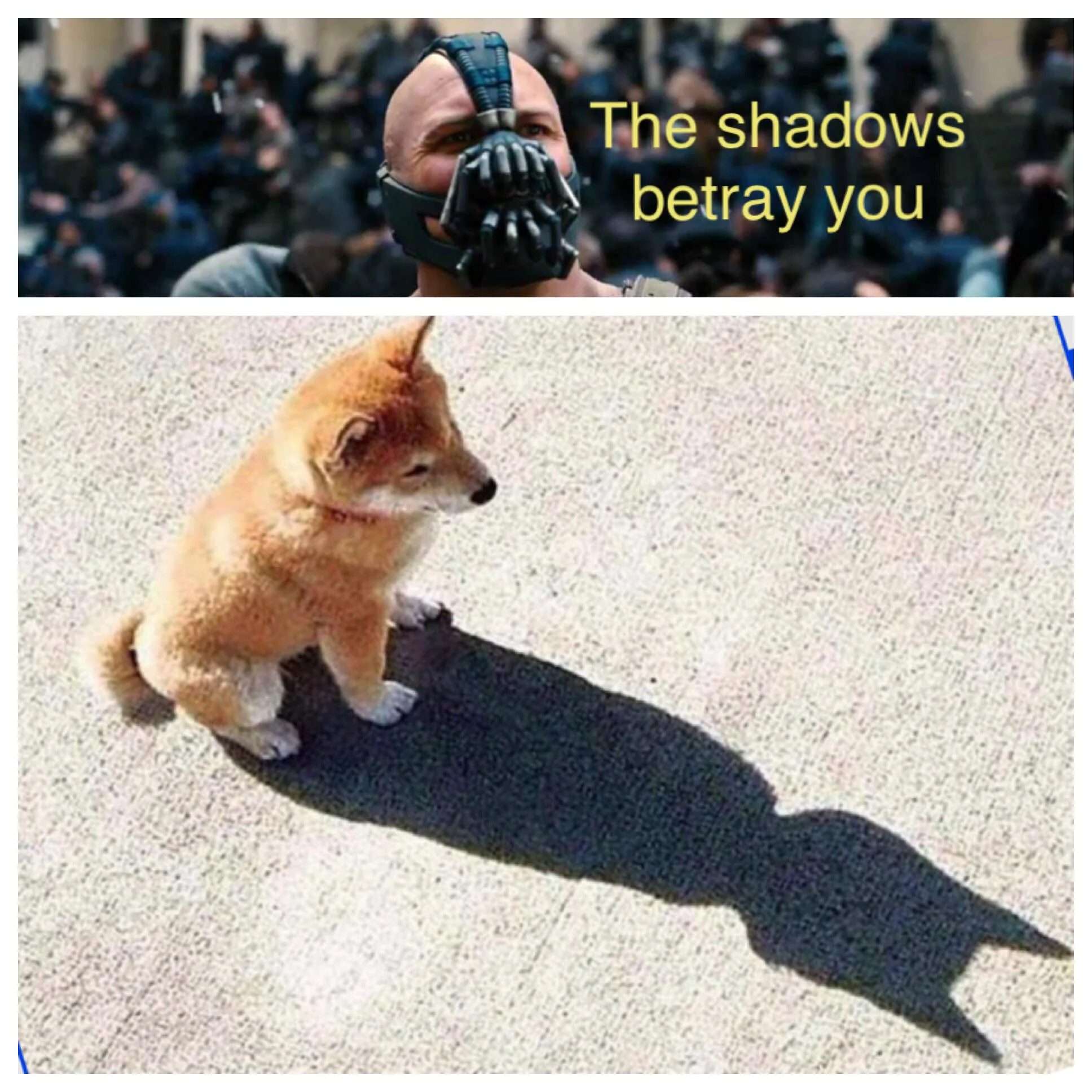 Shiba inu meme shadow betrays you