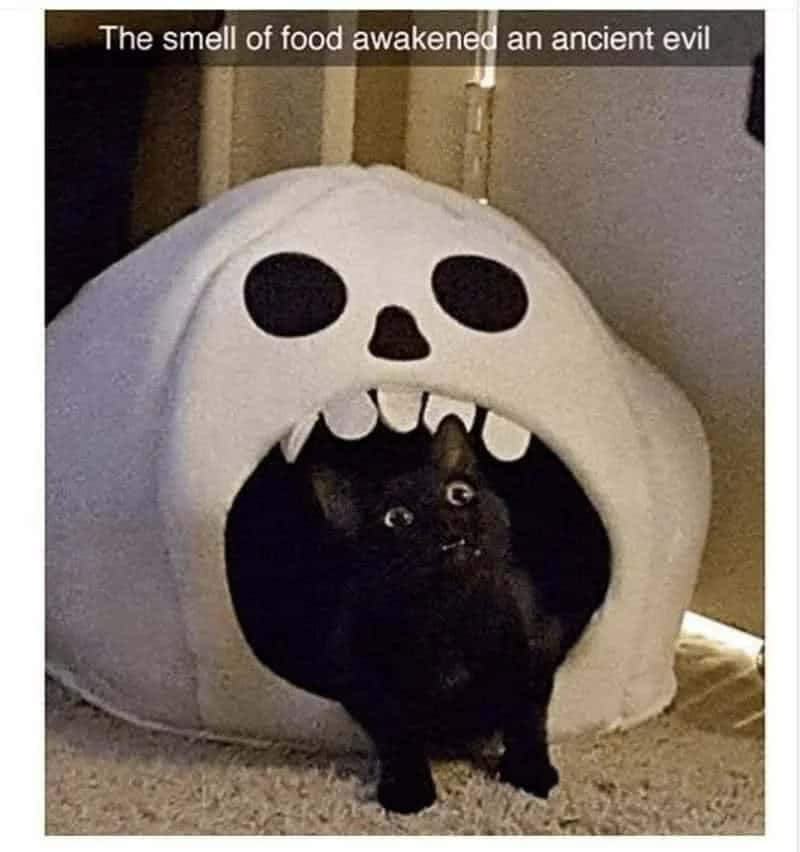 Shocked black cat meme awakened by the smell of food