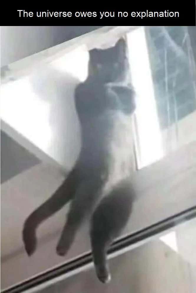 Cat meme on glass no explanation
