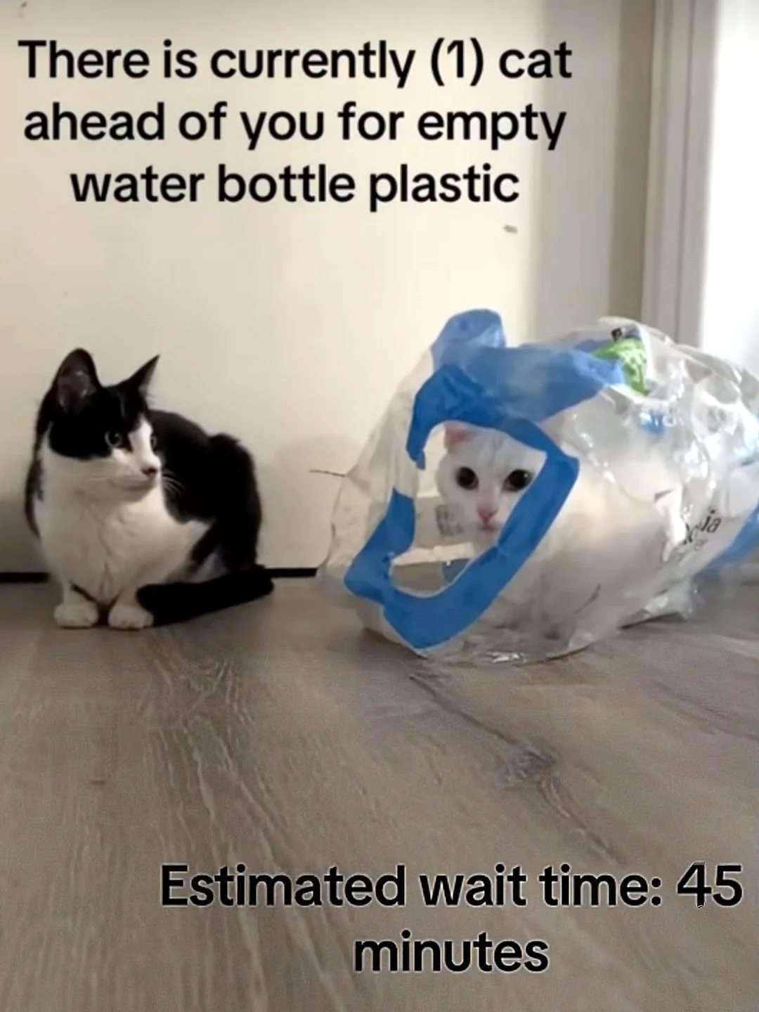 Tuxedo cat meme waits patiently in line for the coveted crinkly plastic wrapper