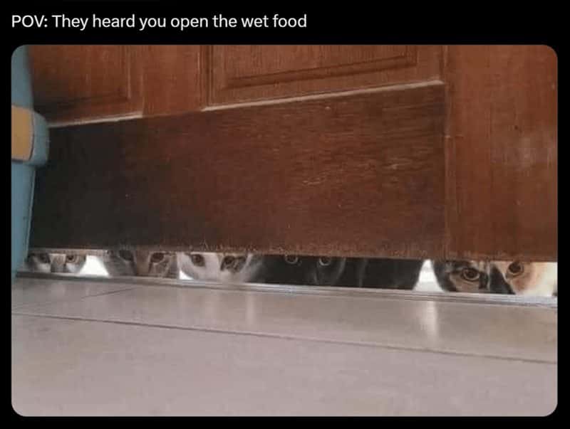 Cats meme peeking under door for wet food