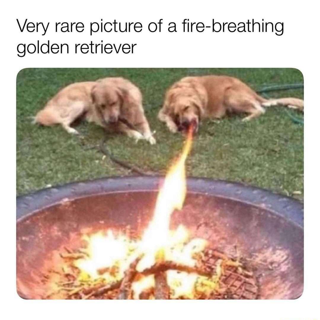 Golden retriever meme breathing fire