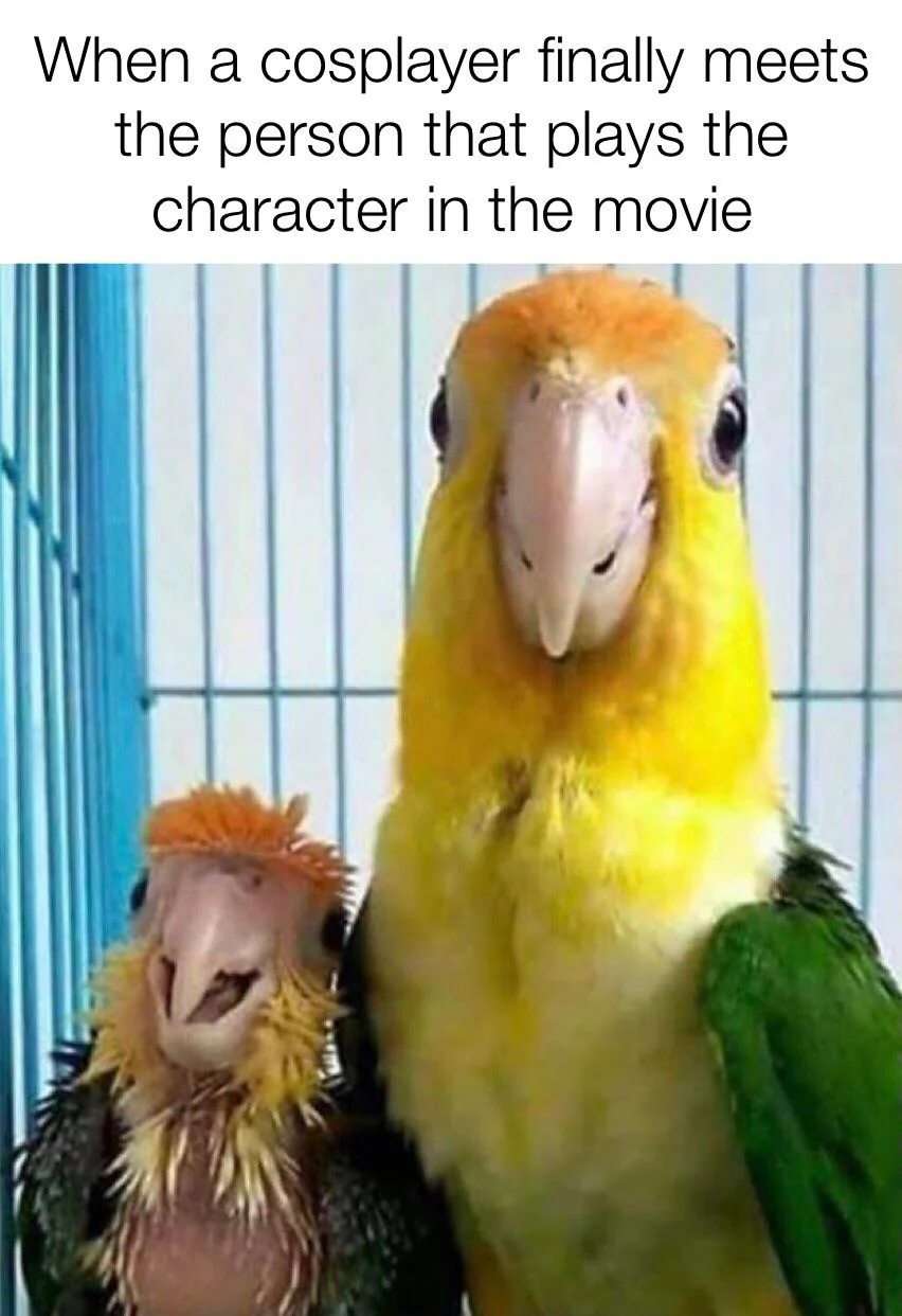 Cosplayer parrot meme meets the person that plays the movie character