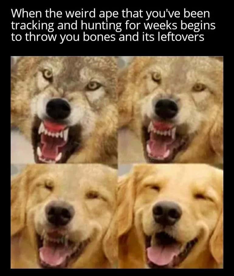 Slowly softening wolf turning into happy golden retriever meme getting free human leftovers