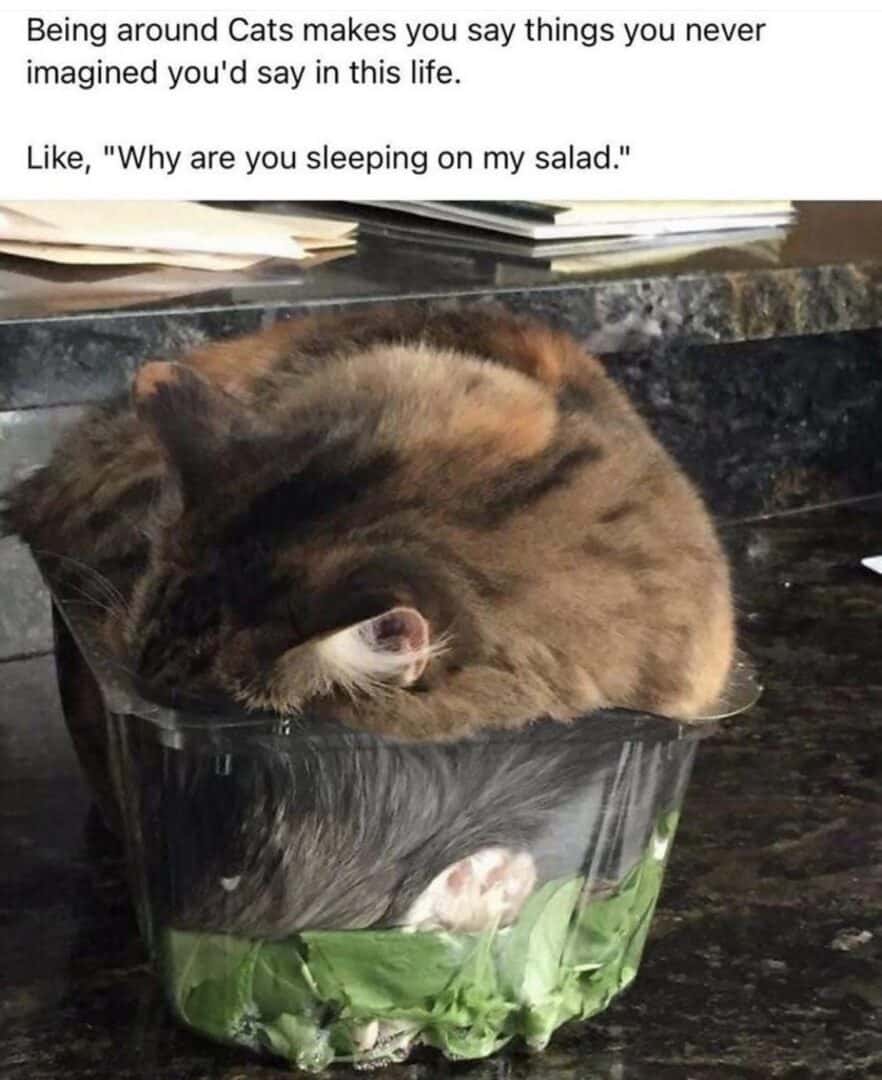Cat meme sleeping on my salad