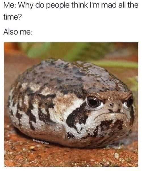 Grumpy rain frog meme looking permanently mad all the time