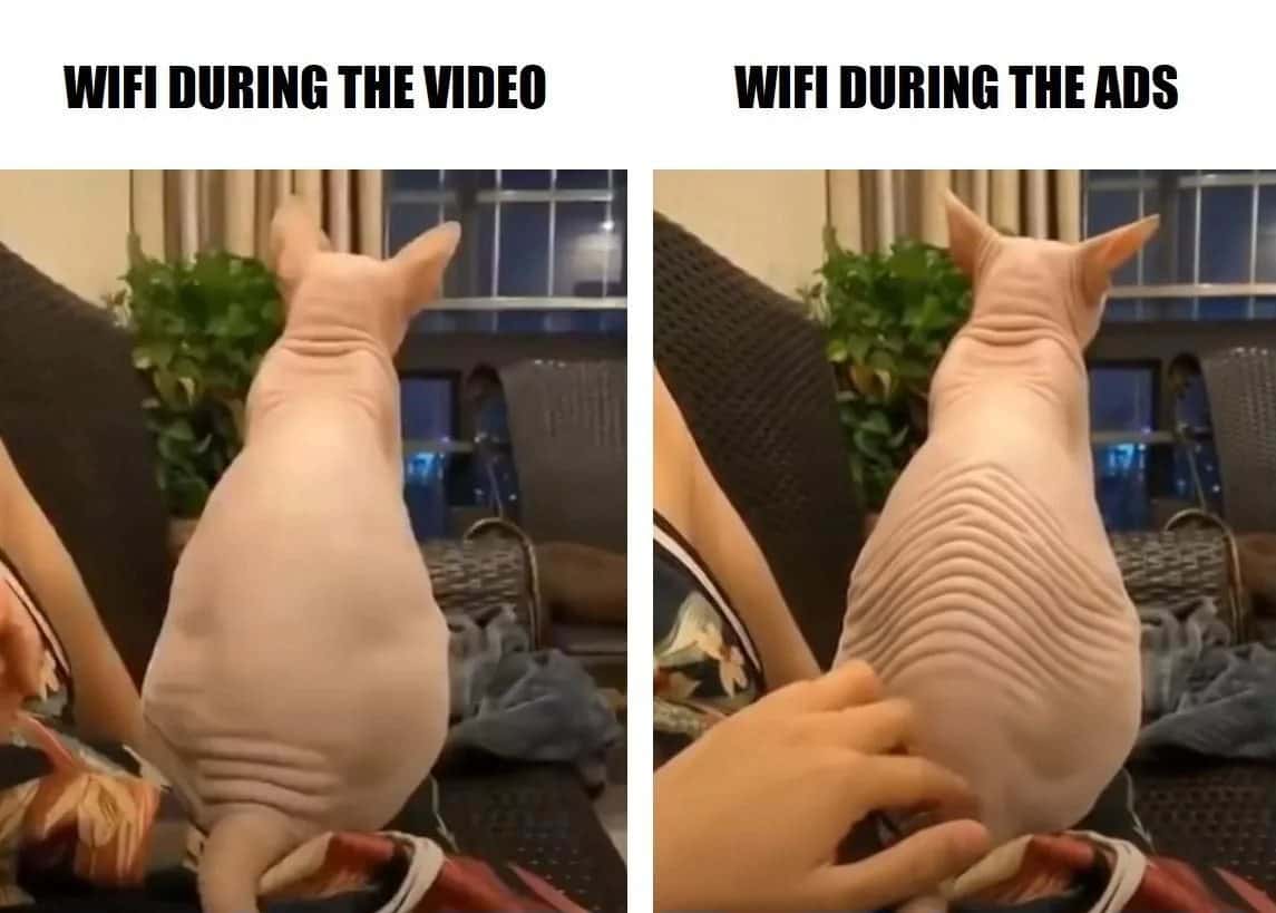 Wrinkly sphynx cat meme showing wifi speed difference during video and ad breaks