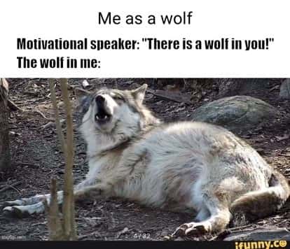Chonky sleepy yawning wolf meme too lazy to live up to motivational alpha hype