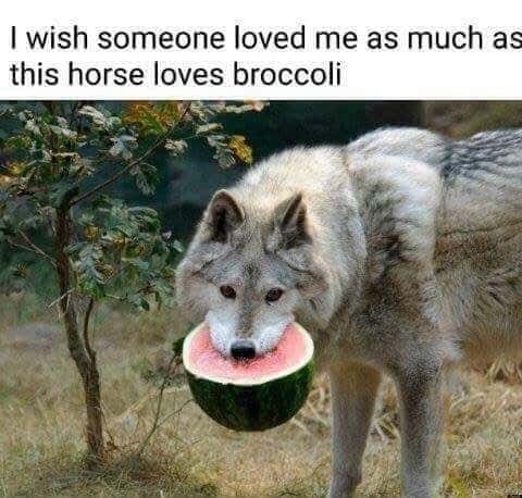 Wolf meme longing for unwavering devoted love
