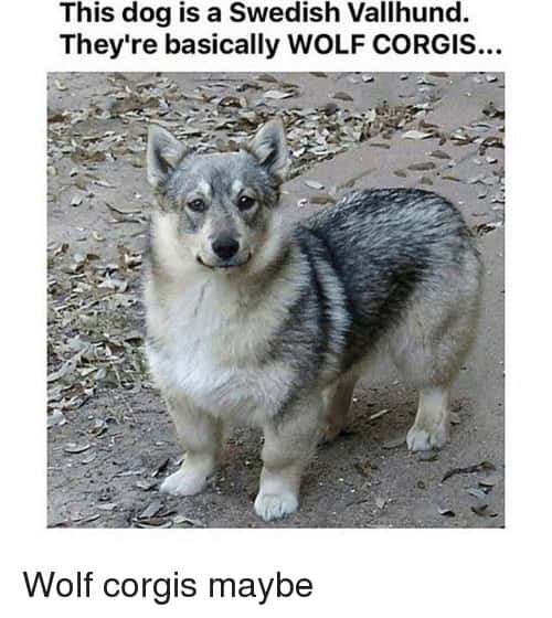 Chonky wolf corgi meme of a Swedish Vallhund smiling calmly at the camera