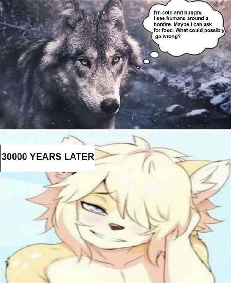 Wolf meme wolf becomes furry after seeking human food
