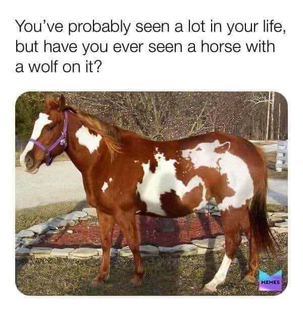 Horse meme has wolf pattern on body