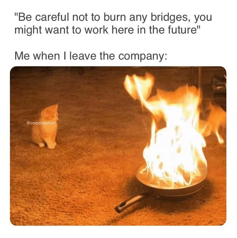 Burning bridges cat meme burning bridges after leaving job