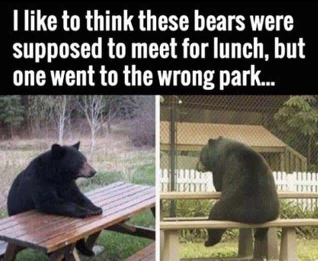 Bear waiting meme two bears missed lunch meetup at different parks