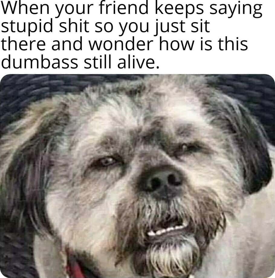 Dog squinting meme judging a dumb friend talking nonsense