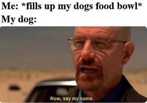 Walter white meme demands owner say his name after filling dog food bowl