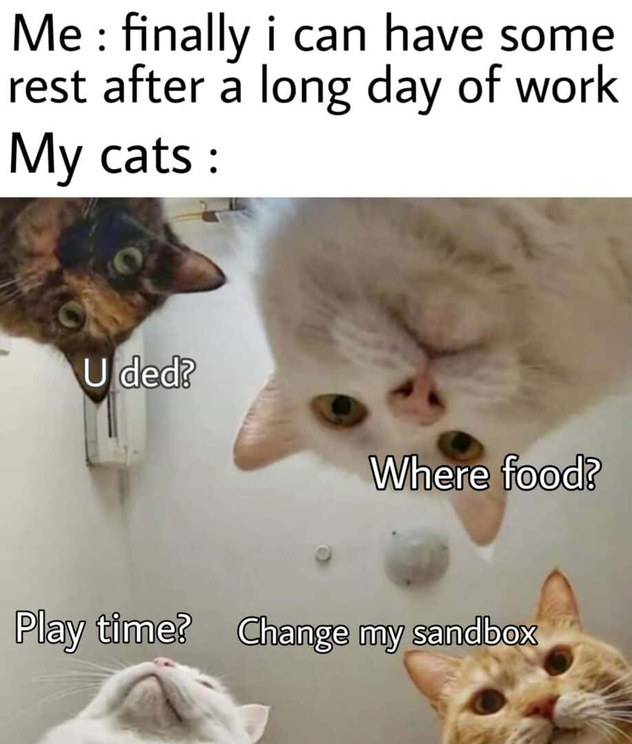 Cats meme pestering owner who wants rest after long work day