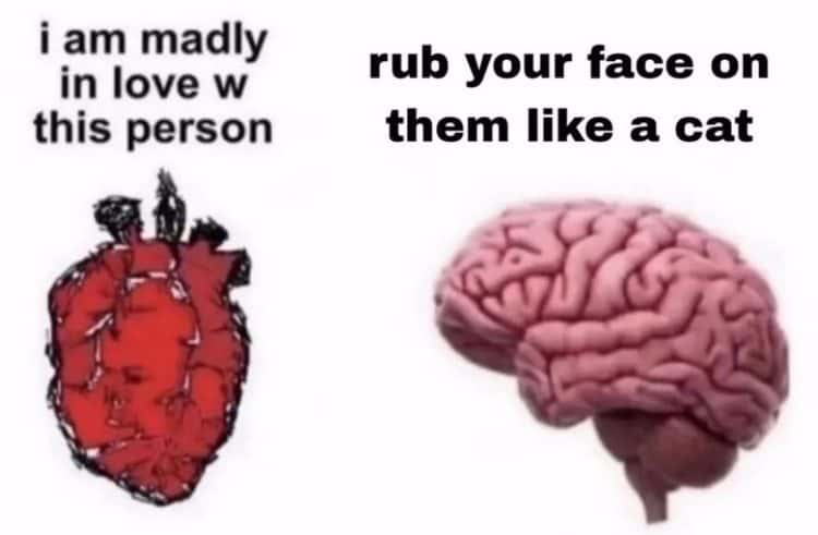 Heart and brain meme rub face on crush like a cat