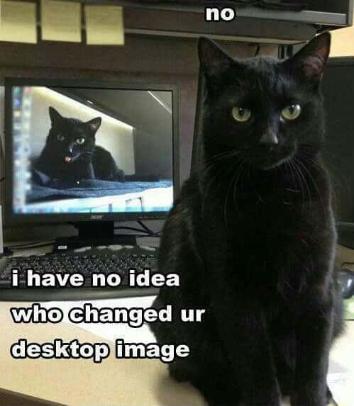 Stern black cat meme pretending he never changed your desktop wallpaper