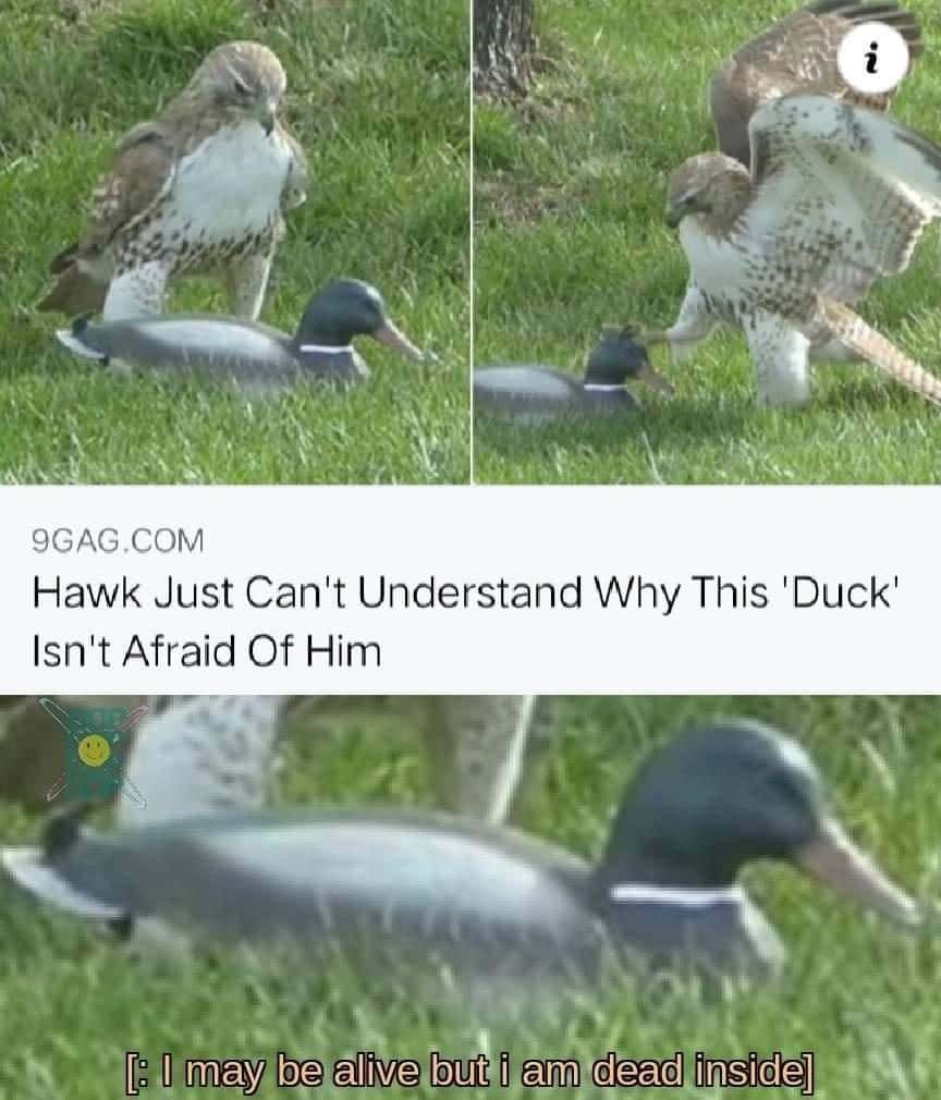 Hawk confused duck meme not afraid, dead inside