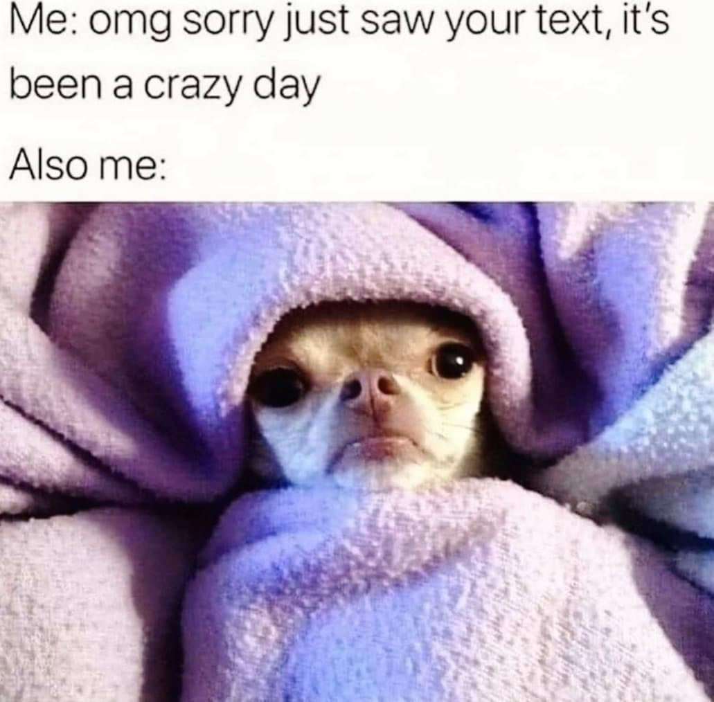 Chihuahua meme ignoring texts wrapped in blanket