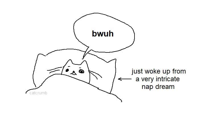 Cat meme says bwuh after waking from nap dream