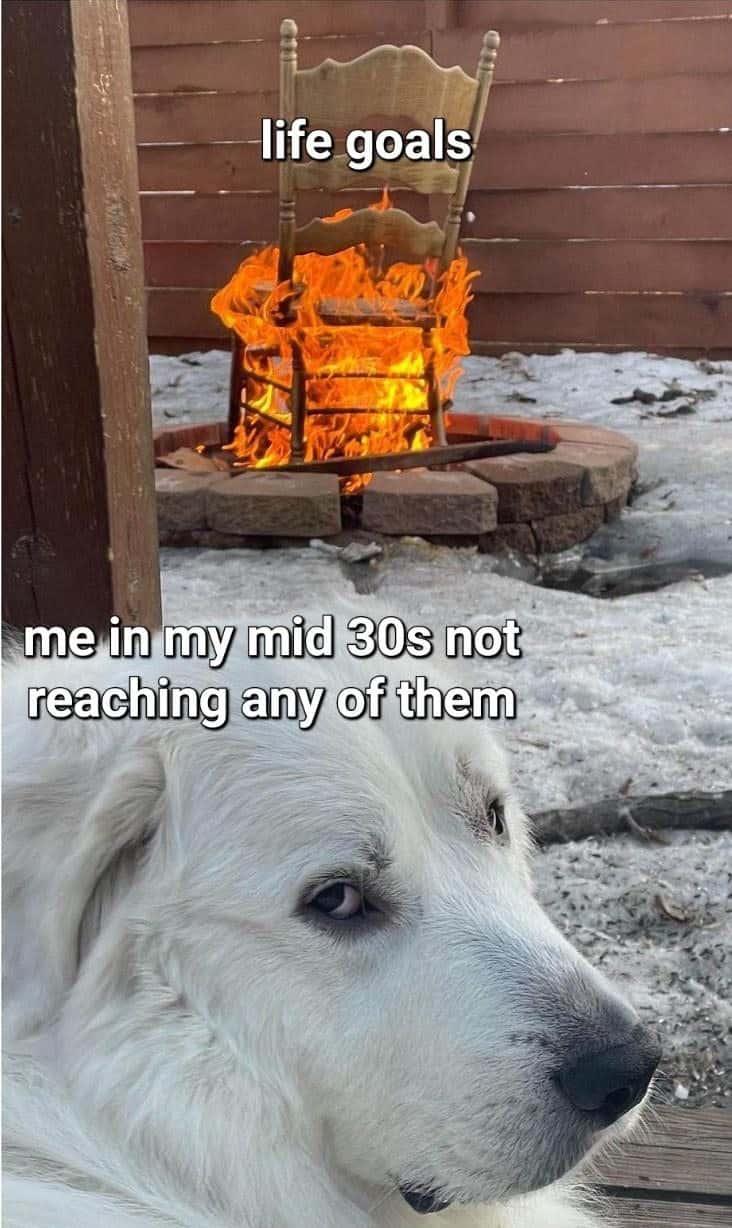 Disappointed white dog meme not reaching any life goals in mid 30s