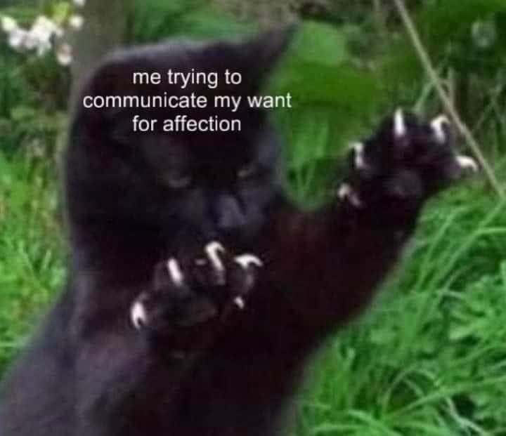 Awkward black cat meme holding out fully extended claws to beg for affection