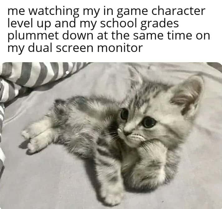 Pensive grey tabby kitten meme juggling gaming progress and plummeting school grades