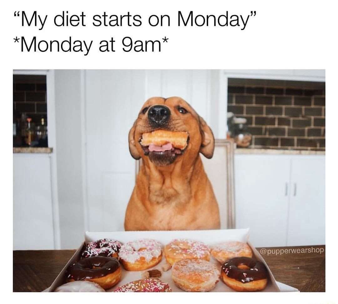 Diet dog meme eats donut monday 9am