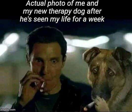 New therapy dog meme shocked after seeing owner's life for a week