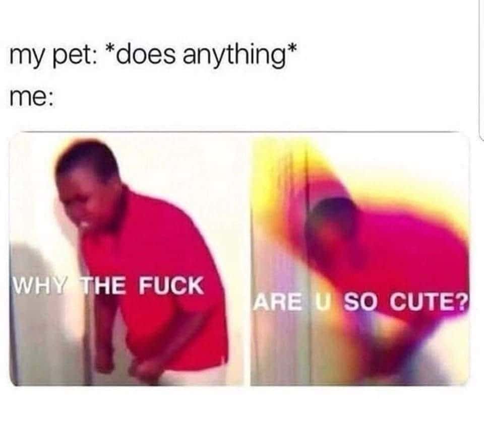 Pet owner meme calls pet so cute no matter what