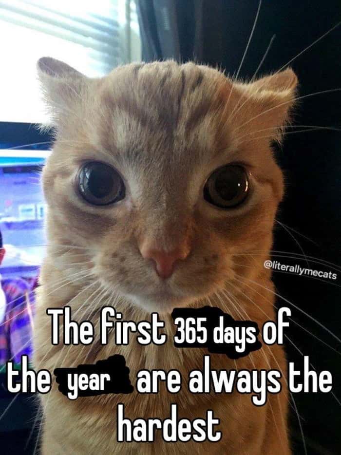 Orange cat staring meme finds the first 365 days hardest