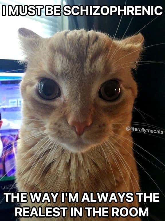 Orange cat staring meme thinks he is the realest in the room