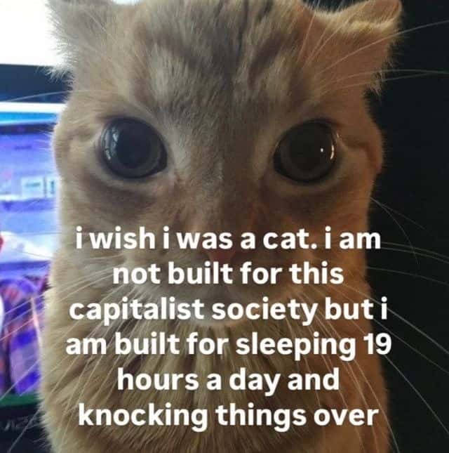 Orange cat staring meme rejects capitalism loves napping