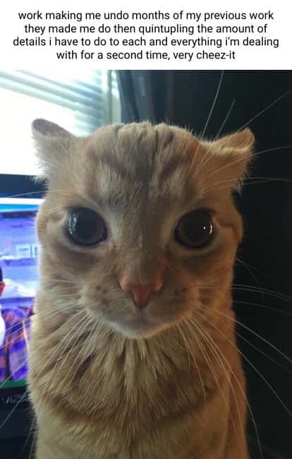 Orange cat staring meme annoyed by extra work