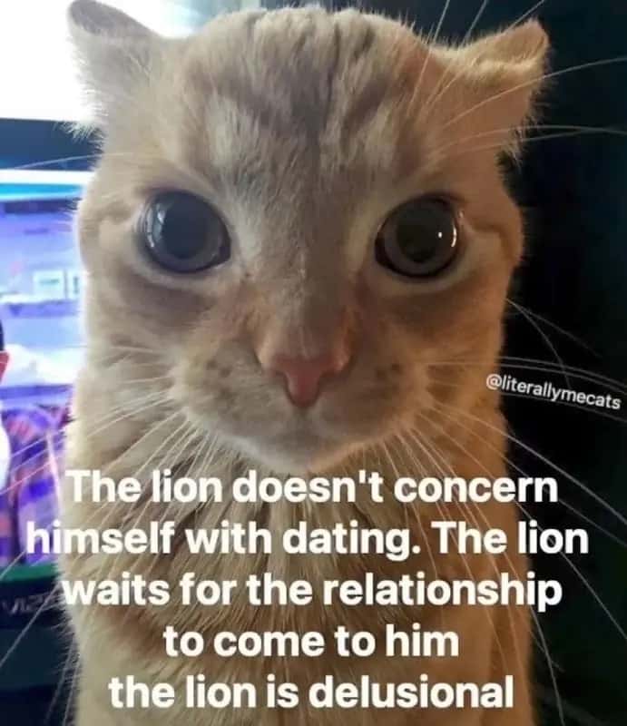 Orange cat staring meme delusional lion waits for dating