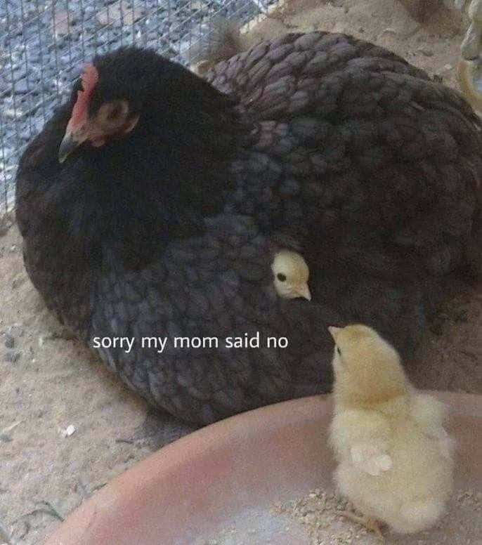 Hiding chick meme says mom said no