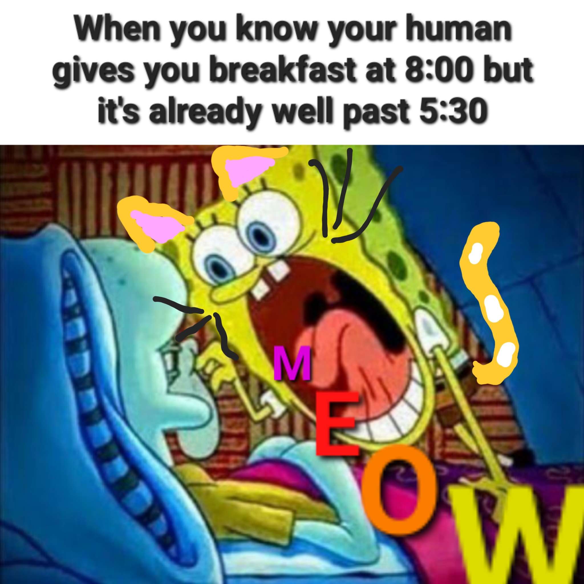Spongebob yelling at squidward meme cat begging early breakfast