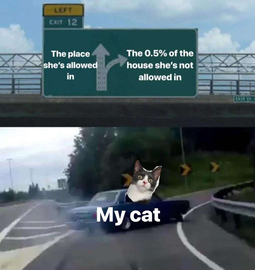 My cat meme takes the 0.5% forbidden house exit