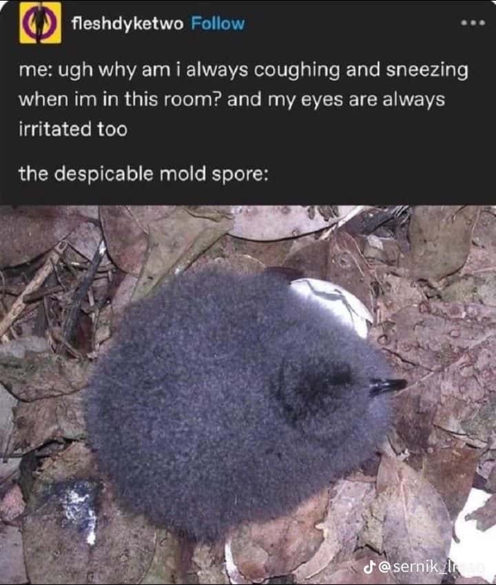 Mold spore meme making you cough sneeze